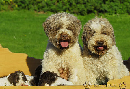 Lagotto Romagnolo Hunde Foto 34746 in höherer Auflösung ansehen Lagotto Romagnolo Lagotti aus dem Zwinger Comes Cordis