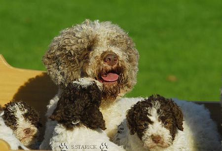 Lagotto Romagnolo Hunde Foto 34747 in höherer Auflösung ansehen Lagotto Romagnolo Lagotti aus dem Zwinger Comes Cordis