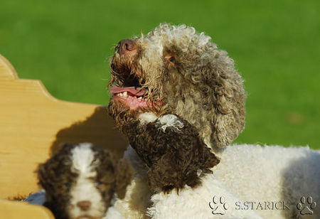 Lagotto Romagnolo Hunde Foto 34748 in höherer Auflösung ansehen Lagotto Romagnolo Lagotti aus dem Zwinger Comes Cordis