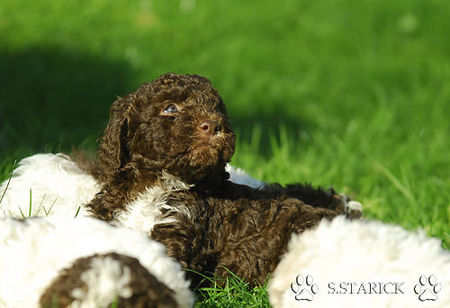 Lagotto Romagnolo Hunde Foto 34751 in höherer Auflösung ansehen Lagotto Romagnolo Lagotti aus dem Zwinger Comes Cordis