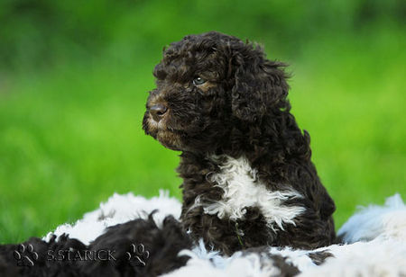Lagotto Romagnolo Hunde Foto 34752 in höherer Auflösung ansehen Lagotto Romagnolo Lagotti aus dem Zwinger Comes Cordis