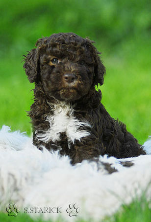 Lagotto Romagnolo Hunde Foto 34753 in höherer Auflösung ansehen Lagotto Romagnolo Lagotti aus dem Zwinger Comes Cordis