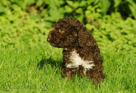 Lagotto Romagnolo Hunde Foto 34754 in höherer Auflösung ansehen Lagotto Romagnolo Lagotti aus dem Zwinger Comes Cordis