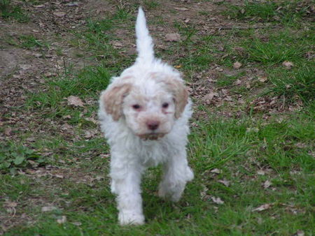 Lagotto Romagnolo Hunde Foto 28002 Lagotto Romagnolo Accompagnatore Lagotti