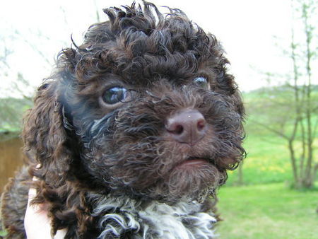 Lagotto Romagnolo Hunde Foto 28004 Lagotto Romagnolo Accompagnatore Lagotti