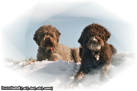 Lagotto Romagnolo Hunde Foto 24167 in höherer Auflösung ansehen Lagotto Romagnolo Grimo und Aysha v. Richcastle