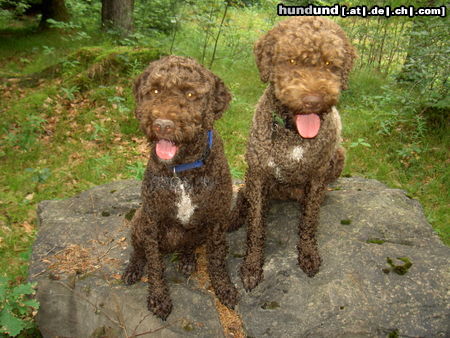 Lagotto Romagnolo Hunde Foto 24423 Lagotto Romagnolo Baica und Benjo