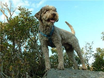 Lagotto Romagnolo Hunde Foto 34388 in höherer Auflösung ansehen Lagotto Romagnolo Bergsteiger; Mistral