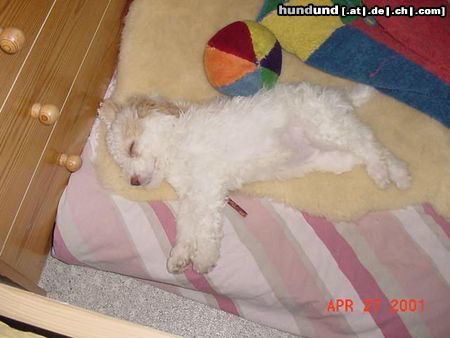 Lagotto Romagnolo Hunde Foto 19298 in höherer Auflösung ansehen Lagotto Romagnolo
