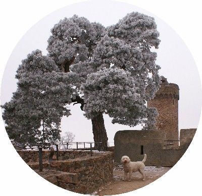 Lagotto Romagnolo Hunde Foto 30846 in höherer Auflösung ansehen Lagotto Romagnolo Estella auf dem Schloss.