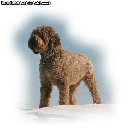 Lagotto Romagnolo Hunde Foto 24168 in höherer Auflösung ansehen Lagotto Romagnolo Grimo v. Richcastle