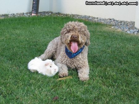 Lagotto Romagnolo Hunde Foto 7162 Lagotto Romagnolo Lagotto Chiaro und Meerschweinchen Gwendolin