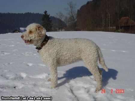 Lagotto Romagnolo Hunde Foto 19300 in höherer Auflösung ansehen Lagotto Romagnolo