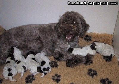 Lagotto Romagnolo Hunde Foto 3318 Lagotto Romagnolo Emilia mit ihren Welpen, aus der Familienzucht of Golden Comfort seit 1991, SKG/FCI Schweiz.