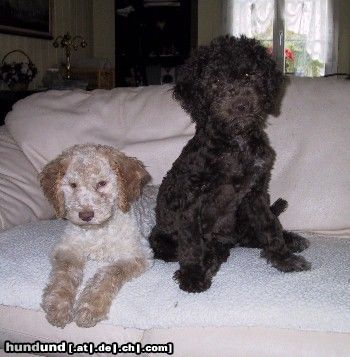 Lagotto Romagnolo Hunde Foto 3325 Lagotto Romagnolo Lagotto Hündinnen Cry out Shakira und Saskia von Familie Tlach-Egger aus der Schweiz.