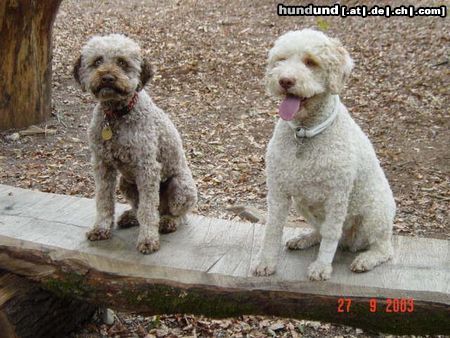 Lagotto Romagnolo Hunde Foto 19301 in höherer Auflösung ansehen Lagotto Romagnolo