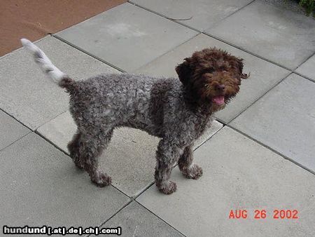 Lagotto Romagnolo Hunde Foto 24508 in höherer Auflösung ansehen Lagotto Romagnolo Mora als Welpe