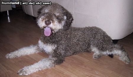 Lagotto Romagnolo Hunde Foto 3319 Lagotto Romagnolo Unser Zuchtrüde aus Italien Cry out Cagliostro, in der seltenen Farbe Braun-Tan.
