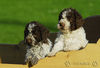 Lagotto Romagnolo Hund