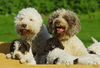 Lagotto Romagnolo Hund