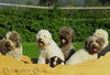 Lagotto Romagnolo Hund