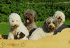 Lagotto Romagnolo Hund