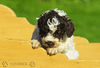 Lagotto Romagnolo Hund