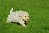 Lagotto Romagnolo Hund