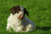 Lagotto Romagnolo Foto: Lagotti aus dem Zwinger Comes Cordis (ID 34771) Lagotto Romagnolo Hund