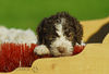 Lagotto Romagnolo Hund