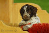 Lagotto Romagnolo Hund