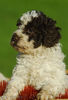 Lagotto Romagnolo Hund