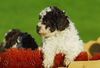 Lagotto Romagnolo Hund