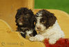 Lagotto Romagnolo Hund