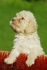 Lagotto Romagnolo Hund