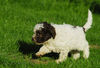 Lagotto Romagnolo Hund