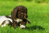 Lagotto Romagnolo Hund