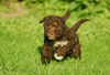 Lagotto Romagnolo Hund