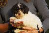 Lagotto Romagnolo Foto: Lagotti aus dem Zwinger Comes Cordis (ID 34798) Lagotto Romagnolo Hund