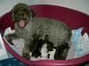 Lagotto Romagnolo Foto: Alisha amici per sempre mit ihren Welpen (ID 19527) Lagotto Romagnolo Hund