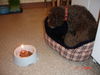 Lagotto Romagnolo Foto: Eny amici per sempre hat ihren 1. Geburtstag (ID 30101) Lagotto Romagnolo Hund