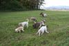 Lagotto Romagnolo Hund