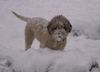 Lagotto Romagnolo Foto: Romea Emilia of Golden Comfort (ID 30847) Lagotto Romagnolo Hund
