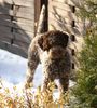 Lagotto Romagnolo Foto: Priscilla Klea of Golden Comfort (ID 28592) Lagotto Romagnolo Hund