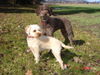 Lagotto Romagnolo Foto: Eny amici per sempre GeburtstagsSparziergang mit Lara (ID 30102) Lagotto Romagnolo Hund