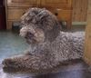 Lagotto Romagnolo Foto: Unsere wünderschöne Nachzucht Hündin ***Klea Emilia of Golden Comfort*** Schweiz (ID 8396) Lagotto Romagnolo Hund