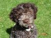 Lagotto Romagnolo Foto: Eny amici per sempre (ID 22495) Lagotto Romagnolo Hund