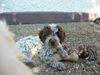 Lagotto Romagnolo Foto: Bastiano mit 8 Wochen (ID 24095) Lagotto Romagnolo Hund