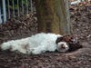 Lagotto Romagnolo Foto: Contessa Cleo v.d.Schnüffelnase (ID 33005) Lagotto Romagnolo Hund