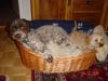 Lagotto Romagnolo Foto: Stella mit (ID 19319) Lagotto Romagnolo Hund